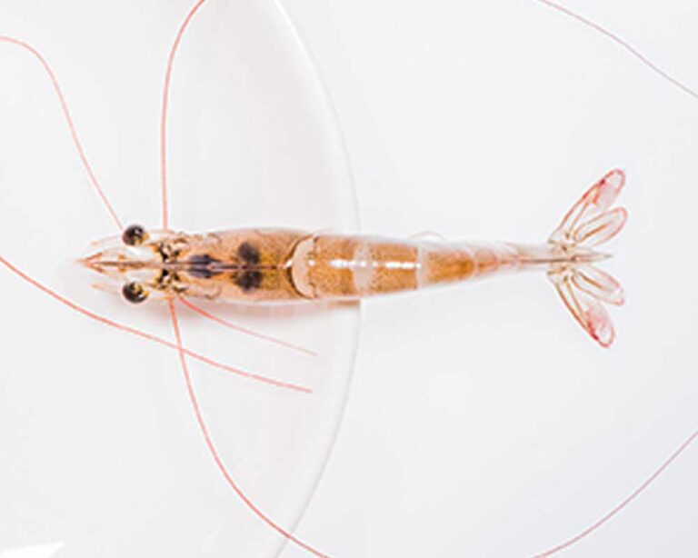 5 cose da fare per disintossicare il tuo corpo